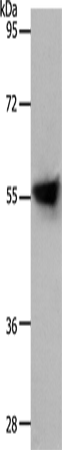 SLC1A4