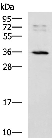 GFRA4