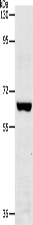TRAF7