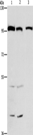 ANAPC4
