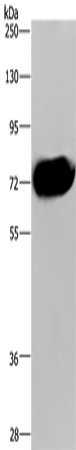 CDC16