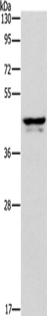 APOL1