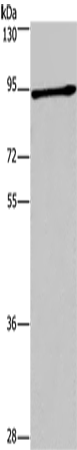 DCLK1