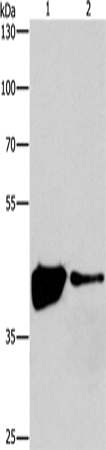MAPK11 