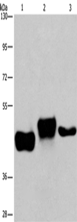 SGK2