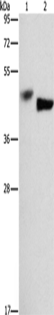 BCL3