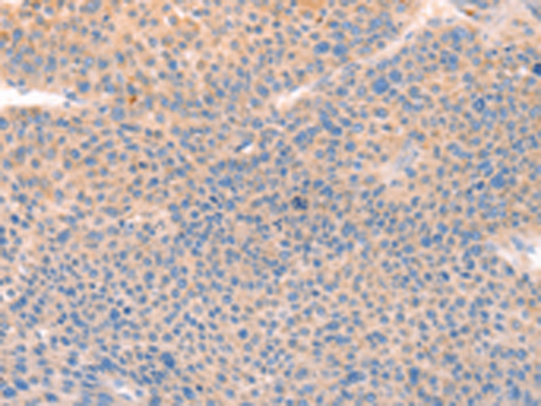 CD109