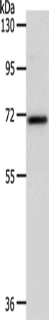 SOX13