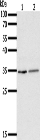 SFTPA1