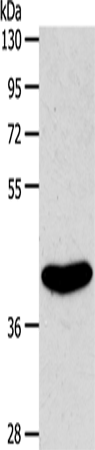 S1PR4