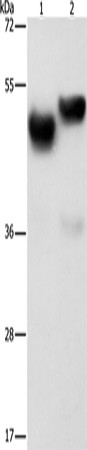 AMZ1