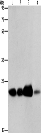 ARFRP1