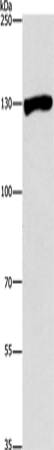 UPF1