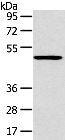 HTRA1 
