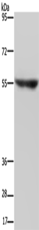 NRG3