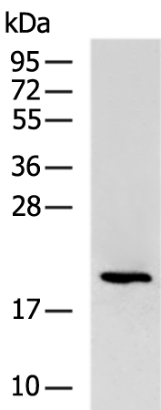 ANXA2R