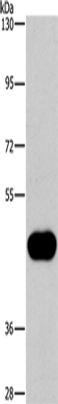 CD38