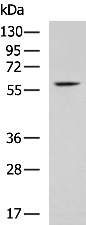 CDK19