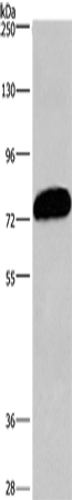 CDCP1