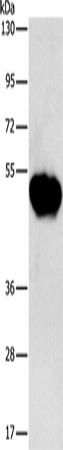 CHRDL2