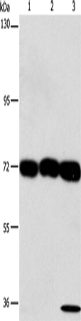 CKAP4