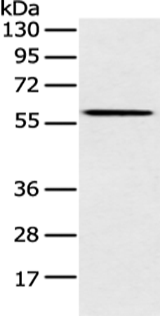CLPTM1L