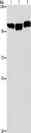 DNM2