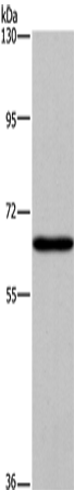 SLC6A1