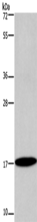 ID4