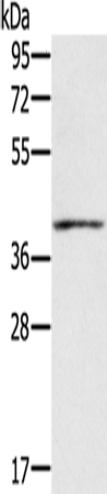 IFNGR2