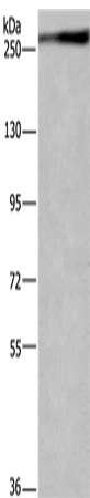 IGF2R