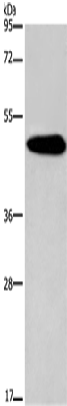 KCNG2