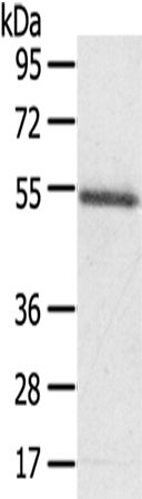 KCNG3