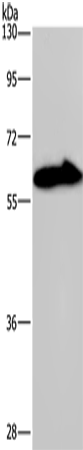 KCNG4