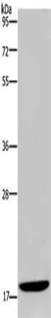 KLLN