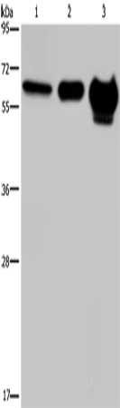 MMP20