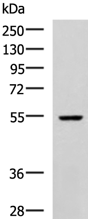 MMP23B