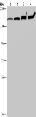 MYBBP1A