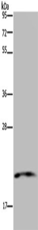 NDUFA8