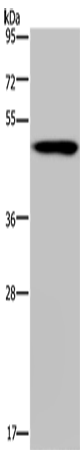 NDUFS2