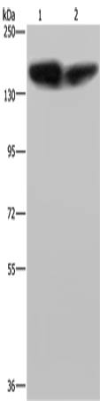 PLCB3