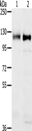 PTPN12