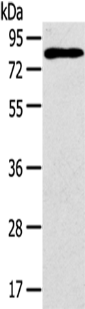 ADGRE5