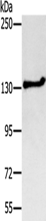 NEMF