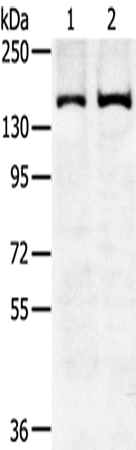 SENP6