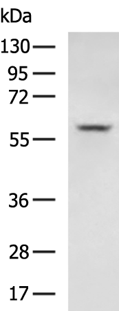 SLC8B1