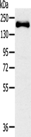 SLIT2
