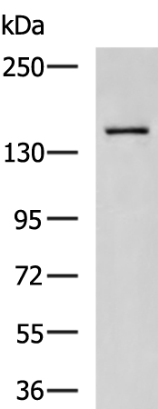 SLIT3