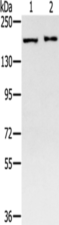 SMC4
