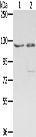 SMC6